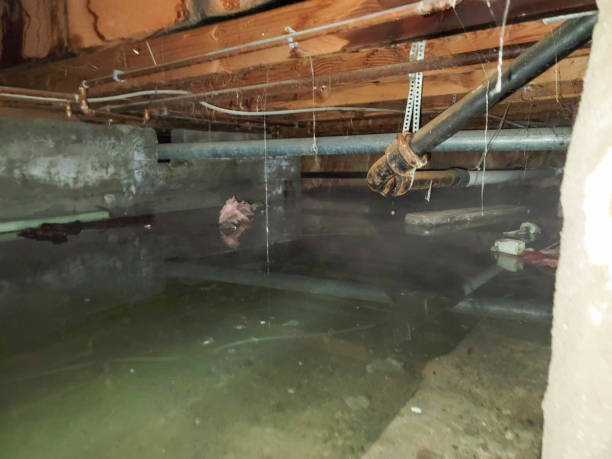 Moriarty, NM Water damage restoration Pros