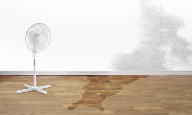 Best Mold removal after water damage  in Moriarty, NM